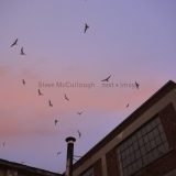 Seagulls take flight